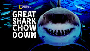 Great Shark Chow Down